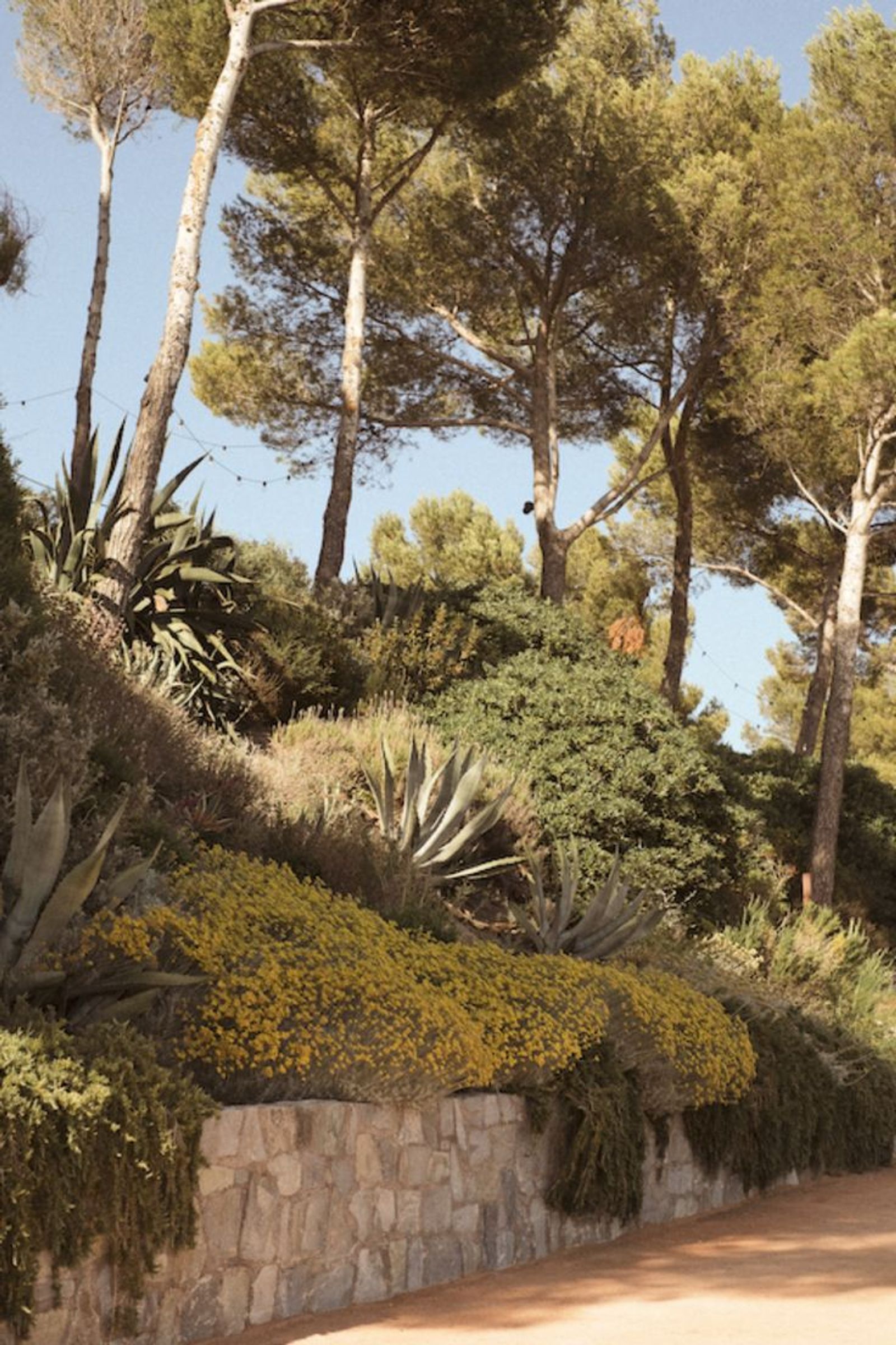 Les Roches Rouges pines